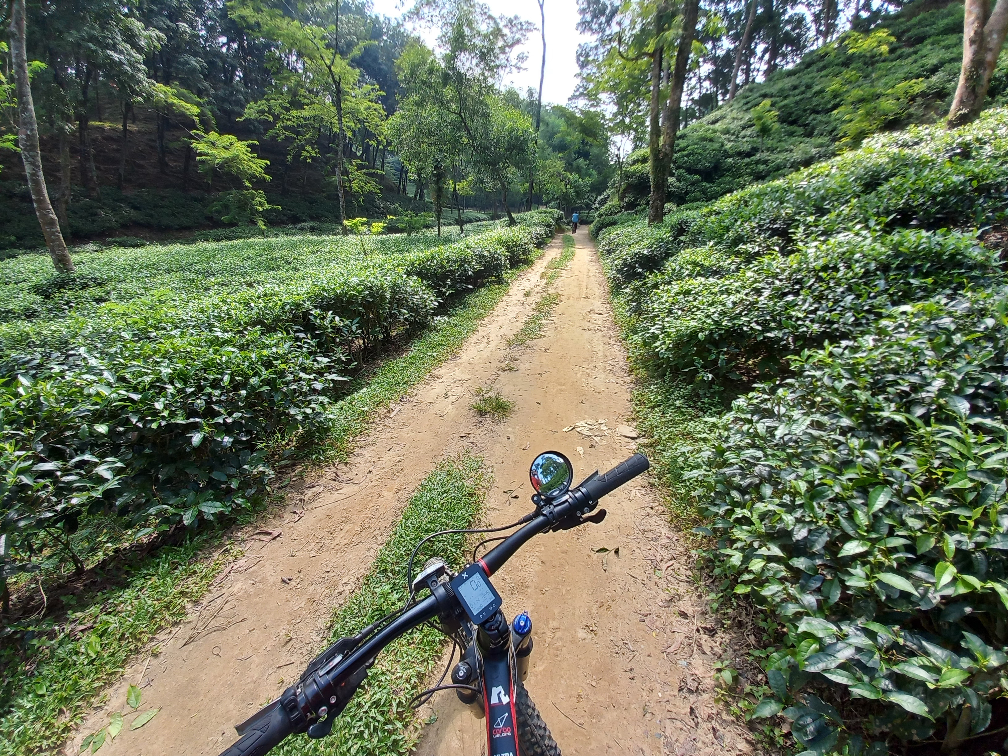Cycling through a serene tea plantation is a great way to explore nature's beauty. Captured at Malnicherra Tea Estate, Sylhet, Bangladesh.