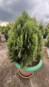 A lush, green potted plant with a rounded shape, situated in a colorful pot.