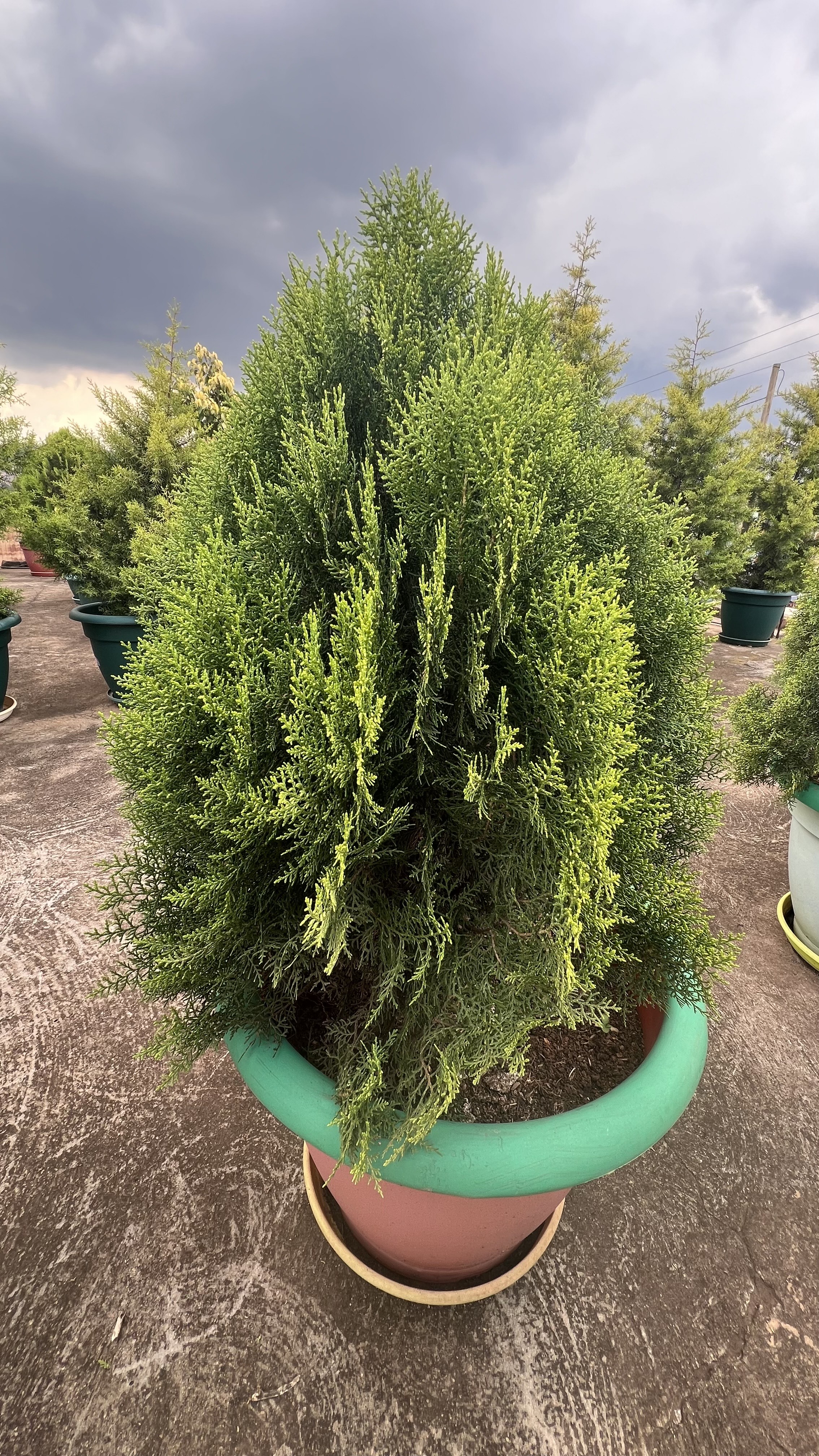 A lush, green potted plant with a rounded shape, situated in a colorful pot.