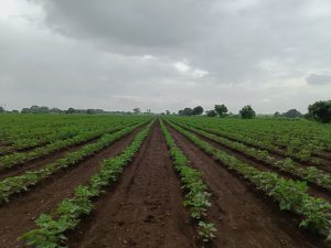 Wide view of a cotton field with evenly spaced rows of plants stretching into the distance under an overcast sky.