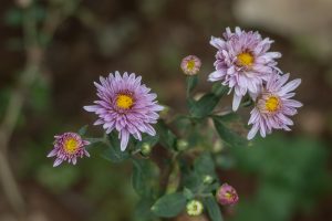 An image of photography focused on Violet flowers with blurred background of leaves and trees.
