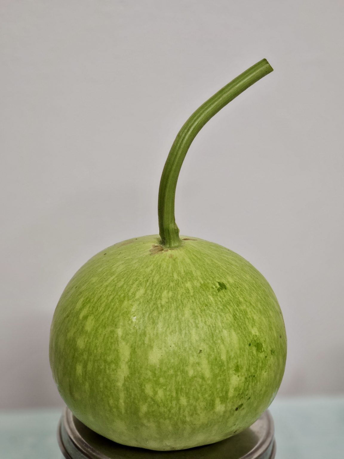 Close-up of a freshly harvested bottle gourd (lauki) placed upright on a metal plate. Captured in Perumanna, Kozhikode.