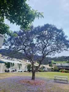 A beautiful view of a Jacaranda tree with its flowers, also falling on the ground, making an amazing scenic view with a silver coloured bench on its side. The behind view represents a shopping center with vehicles on the road.