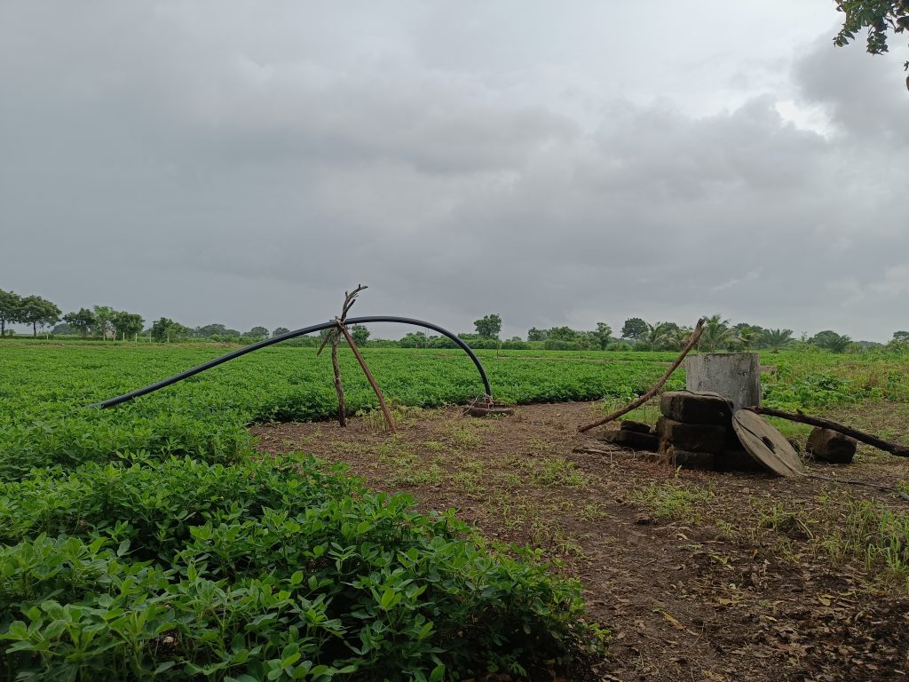 Green peanut plants growing in a lush field under a cloudy sky, with trees and farmland in the background.