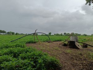 Green peanut plants growing in a lush field under a cloudy sky, with trees and farmland in the background.