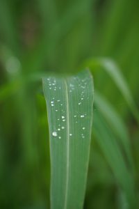 
A close-up of a green leaf with water droplets on it against a blurred background.