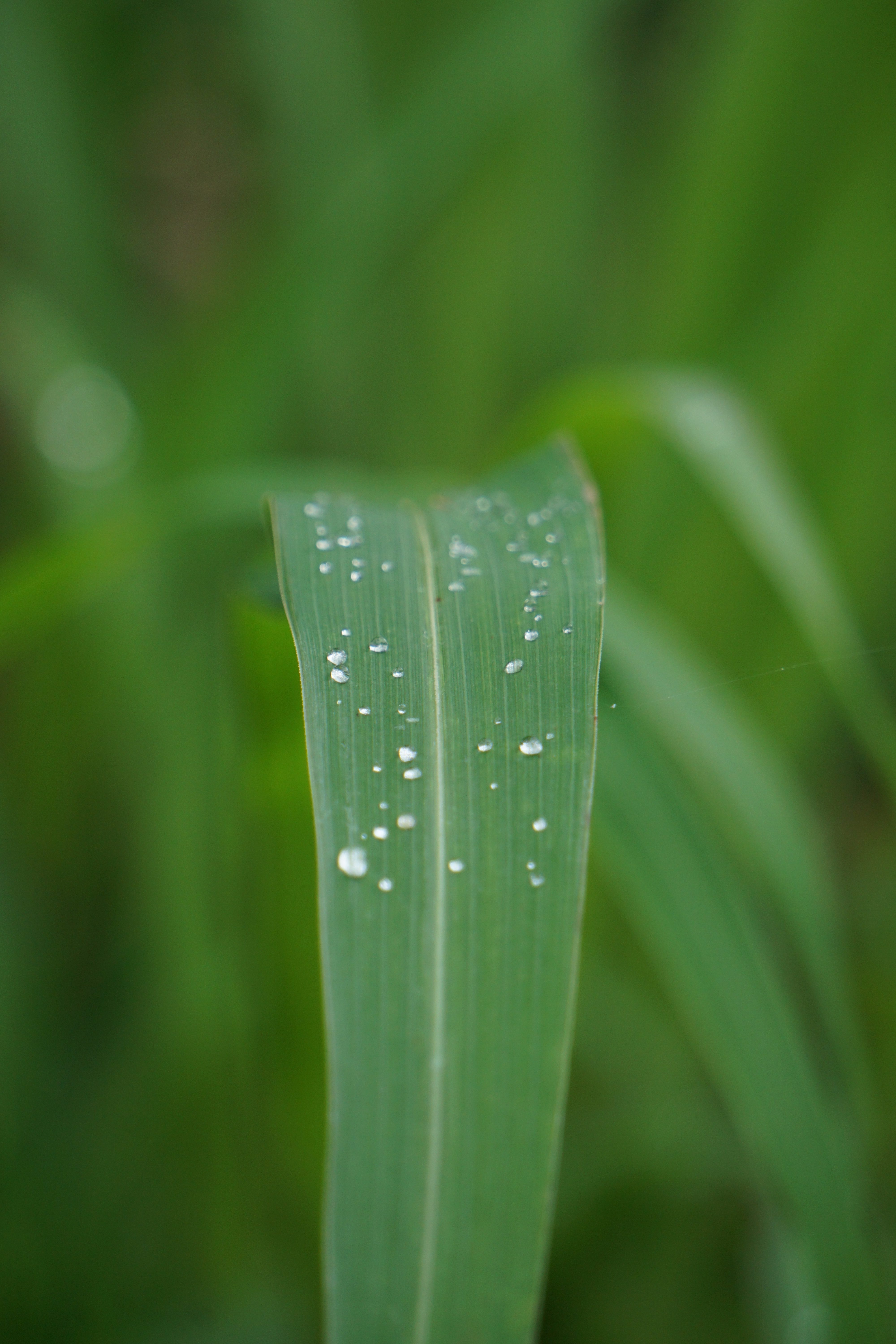 
A close-up of a green leaf with water droplets on it against a blurred background.