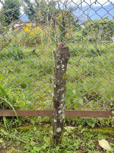 A cut tree stump stands in front of a chain-link fence, surrounded by various green plants and grass. 