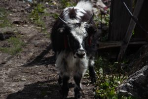 A black and white Yak with distinctive long horns stands on a dirt path. 