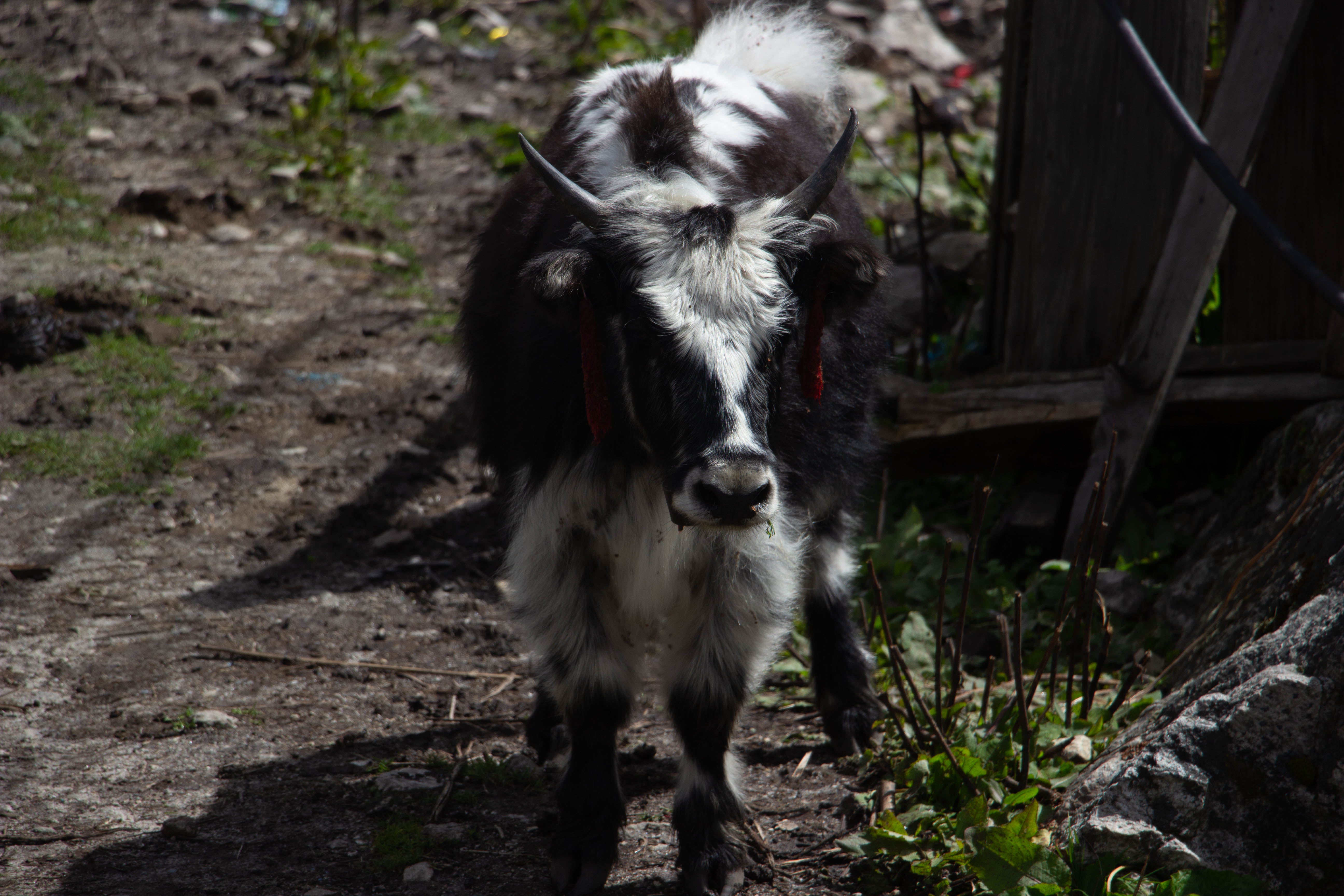 A black and white Yak with distinctive long horns stands on a dirt path.