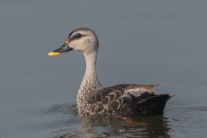 An Indian Spot-billed Duck with an orange bill and patterned neck swims calmly, its head turned slightly against a soft, muted background.