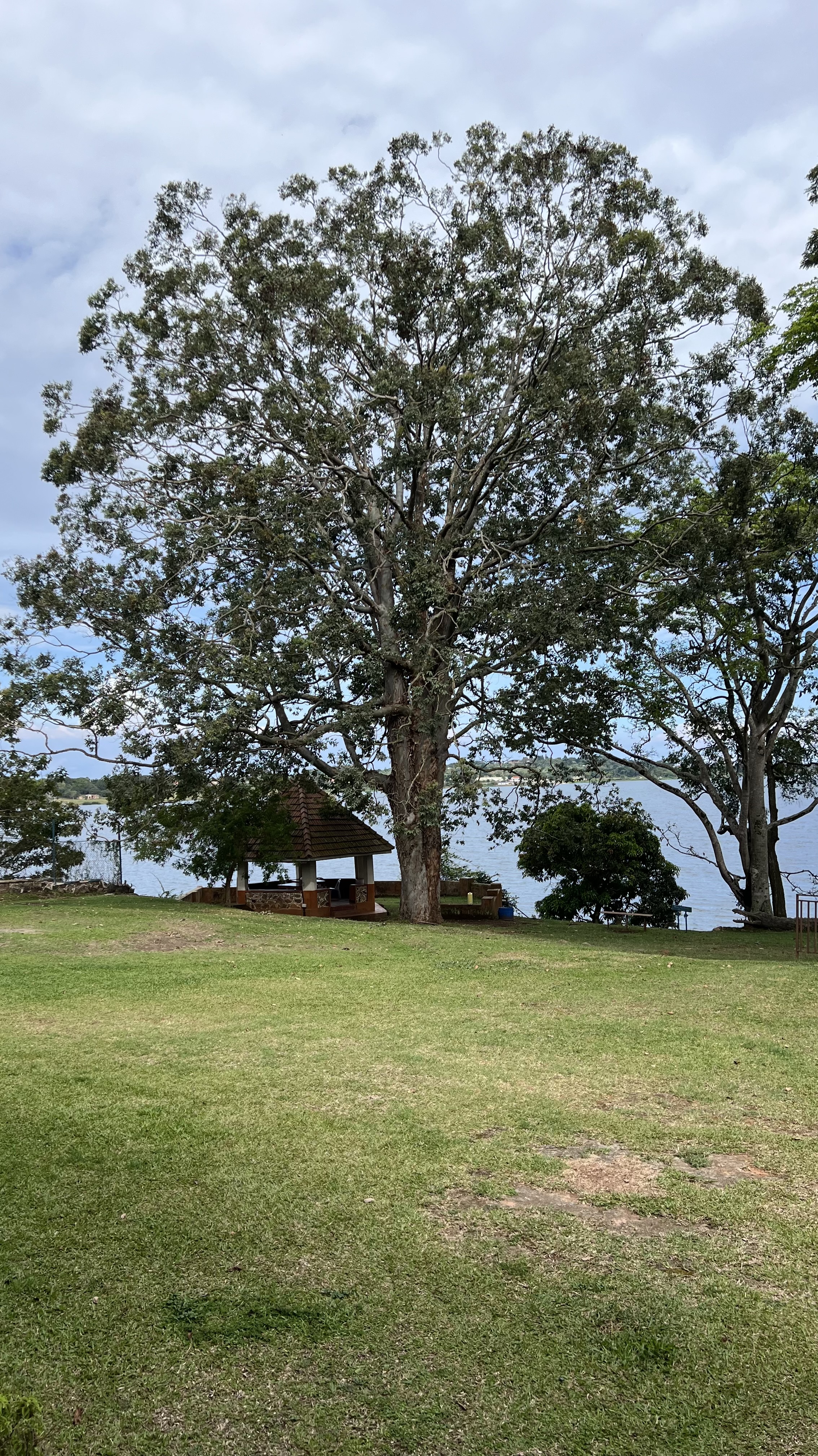 A large leafy tree stands in a compound near a lake shore. A small hut-like structure is visible under the big tree.