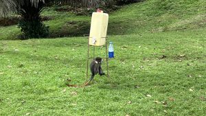 A small brown tailed monkey rests under a jerrycan that is supported by metallic stands with liquid detergent on the side.
