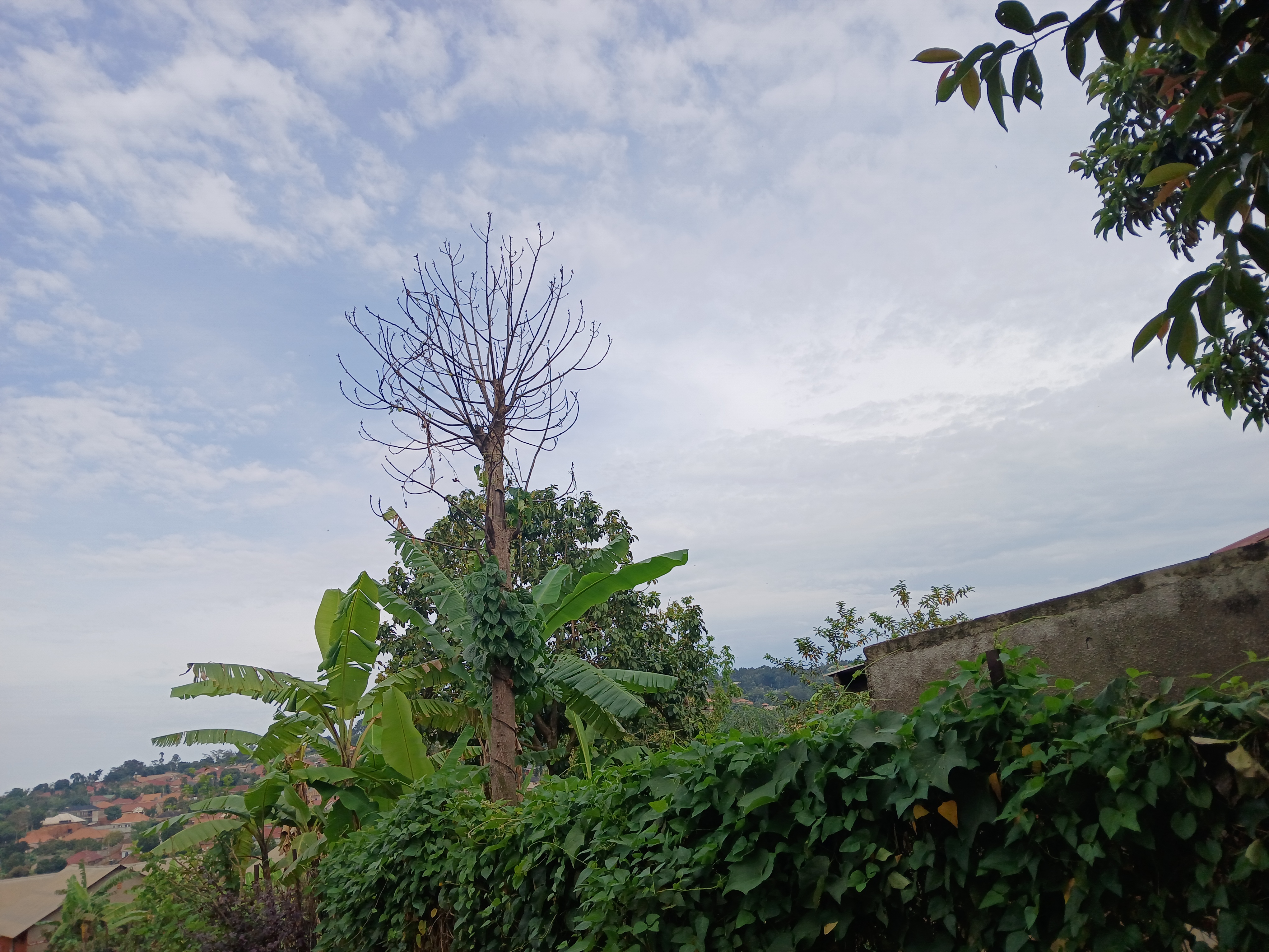 A cloudy sky over a green landscape with a leafless tree, banana plants, and distant hillside houses.