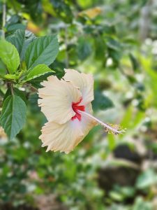 A soft peach-colored hibiscus with a red center blooms sideways, with green leaves in the background. Captured in Ayamkulam, Mavoor, Kozhikode. 