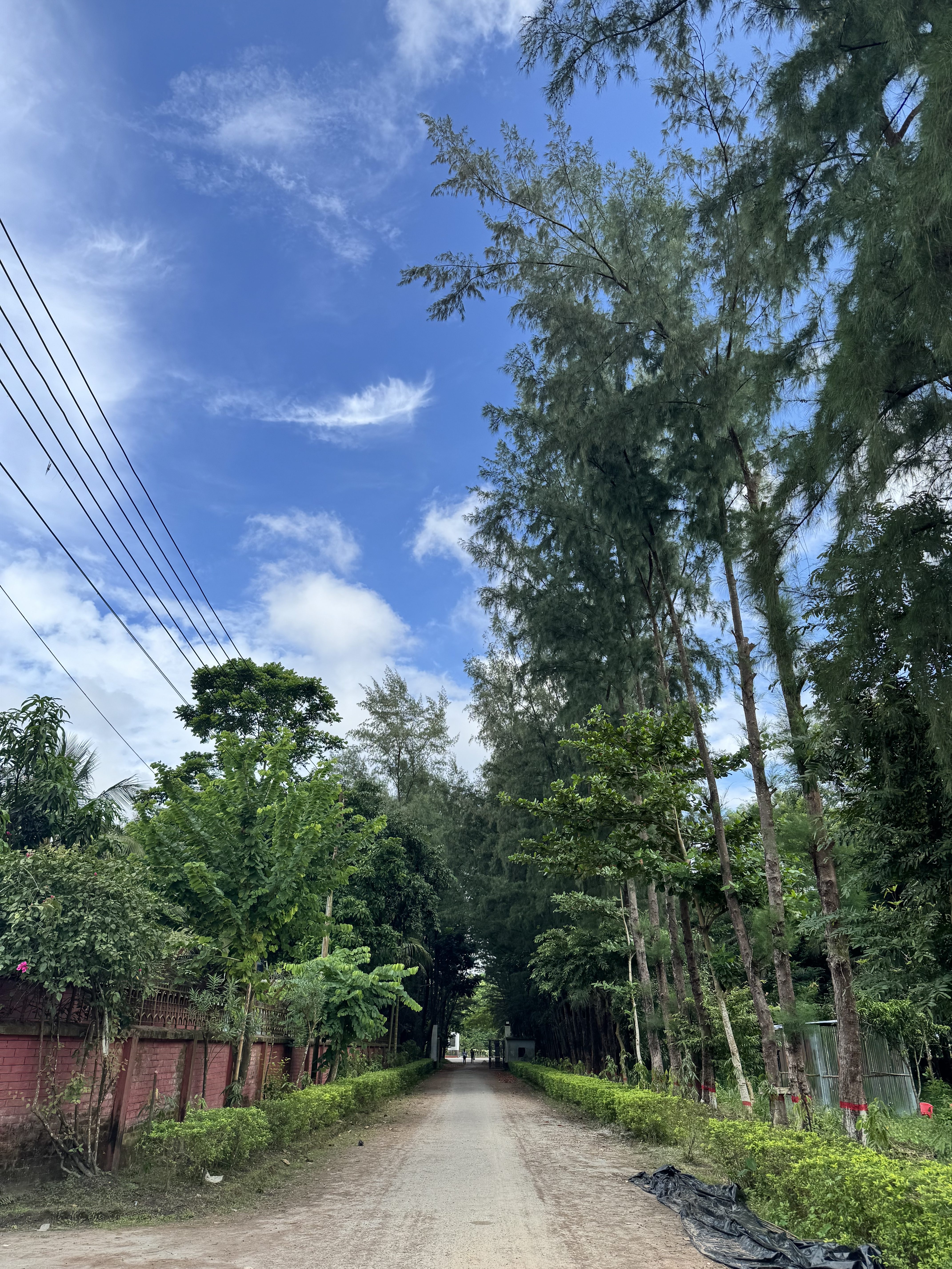 A road with long trees, blue sky and scattered clouds