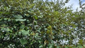 A low-angle view of a tree canopy with branches full of green leaves and tiny blossoms.
