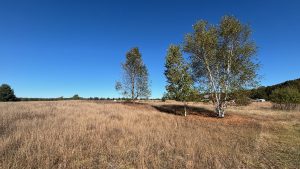 A brown field under a clear blue sky.  IN the foreground are two birch trees with autumnal leaves.