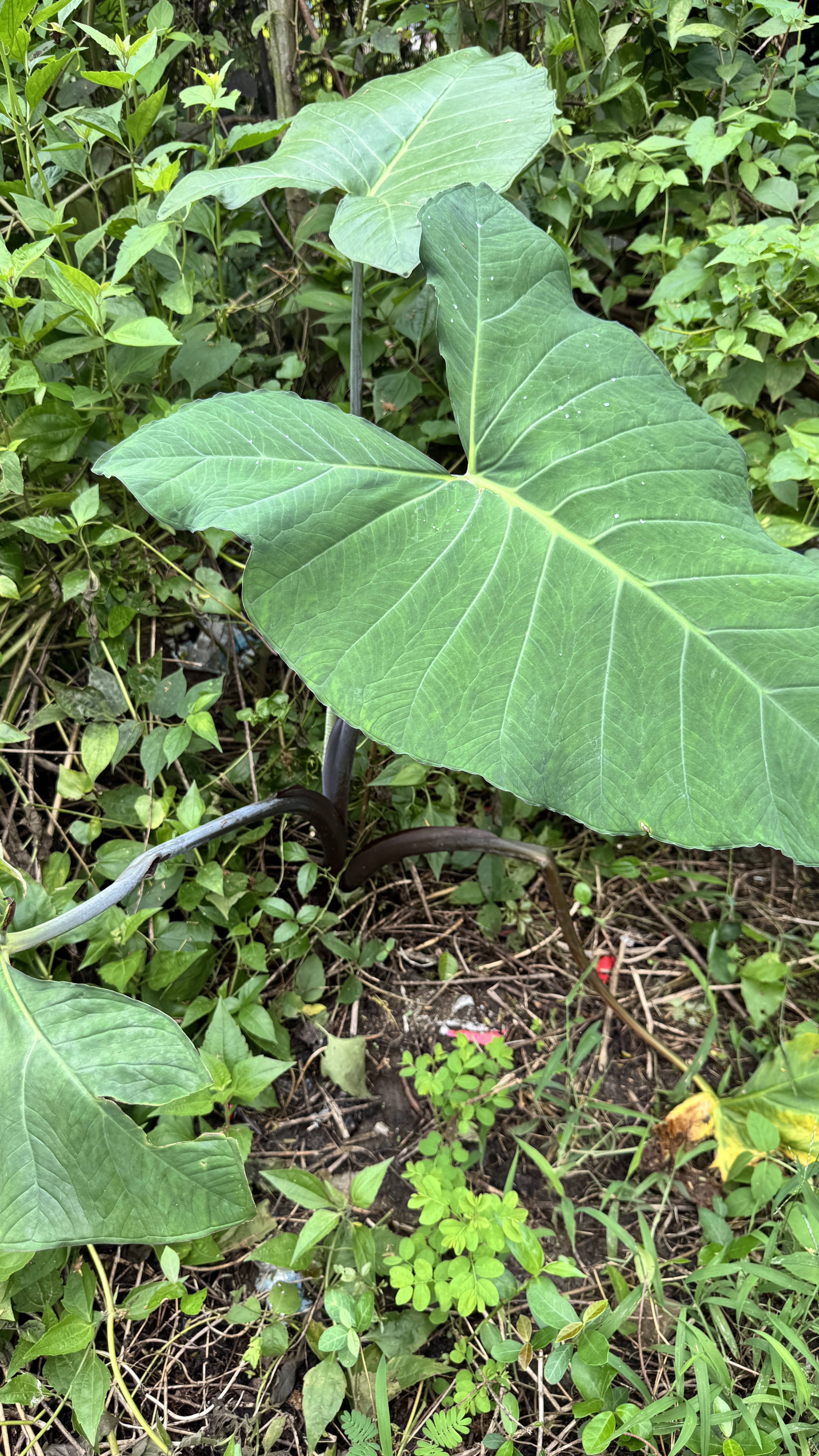 A large, heart-shaped taro leaf dominates the view in a weedy patch of ground.