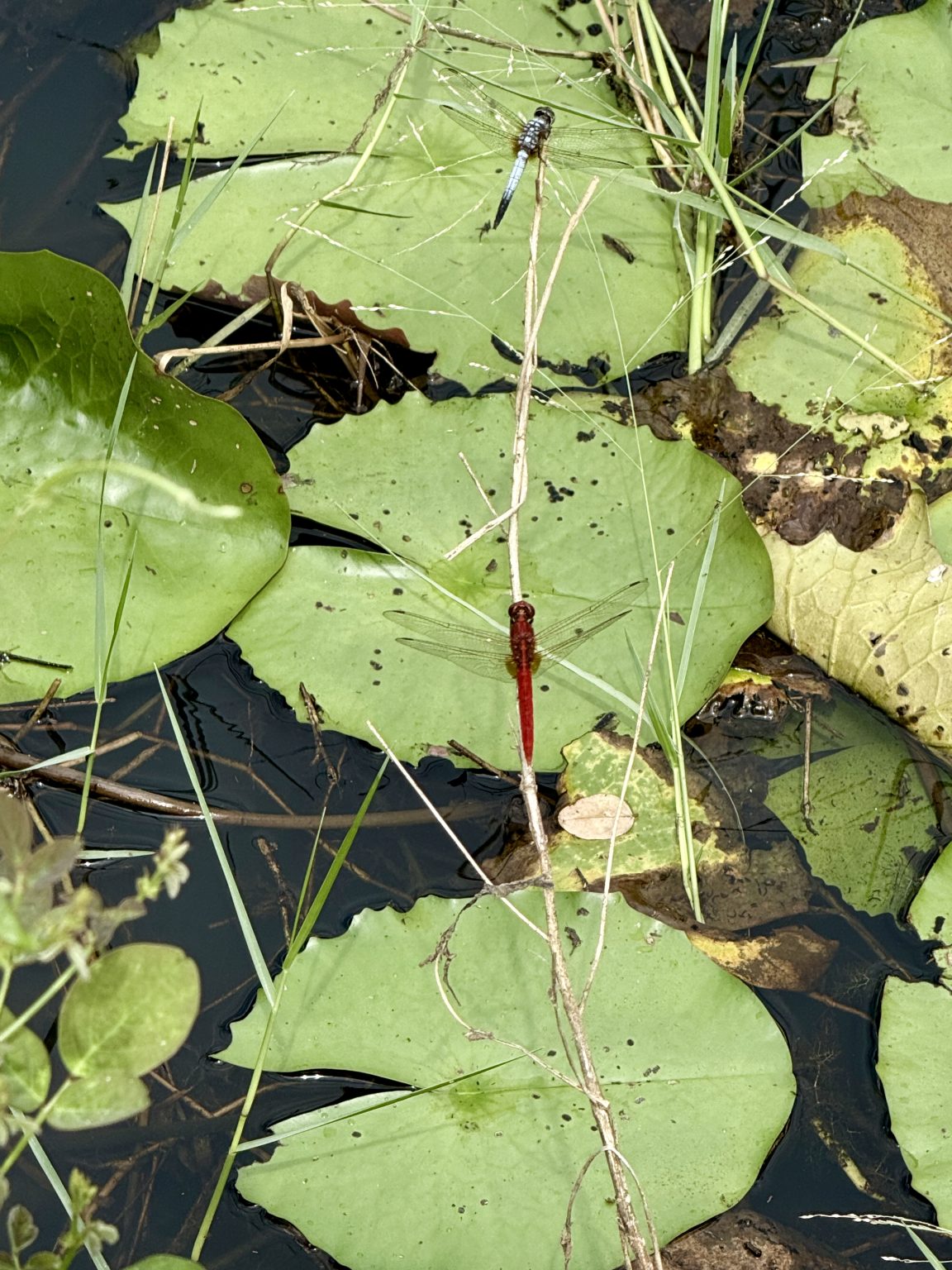 Two dragonflies rest on dry twigs above green lily pads in a wetland pond. One is bright red, the other bluish. Captured in Perumanna, Kozhikode, Kerala.