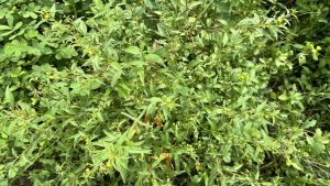 A top-down view shows a dense green bush with spiky-looking leaves and tiny yellow flowers scattered throughout.
