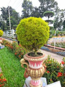 A vibrant green, spherical topiary is displayed in an ornate planter with pink and gold accents.