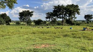 A lush green field dotted with goats of various colors, including black and brown, grazing and moving about. In