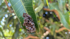 A fruit wasp entering the wasp hatch on a mango leaf with a blurred background of trees and leaves.