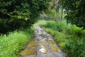 Muddy road and greenery.