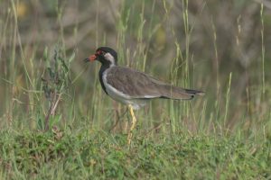 

A lapwing bird with a black head, white face, and brown body stands on one leg among green grass, with yellow legs and a blurred grassy background.