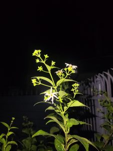 A close-up view of a Parijat flowering plant at night, featuring green leaves and small white flowers.