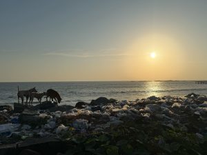 A picturesque seaside scene at sunset, showcasing a calm ocean with the sun low on the horizon. In the foreground, a group of dogs is scavenging among a pile of plastic waste and debris, while green foliage peeks through the trash.