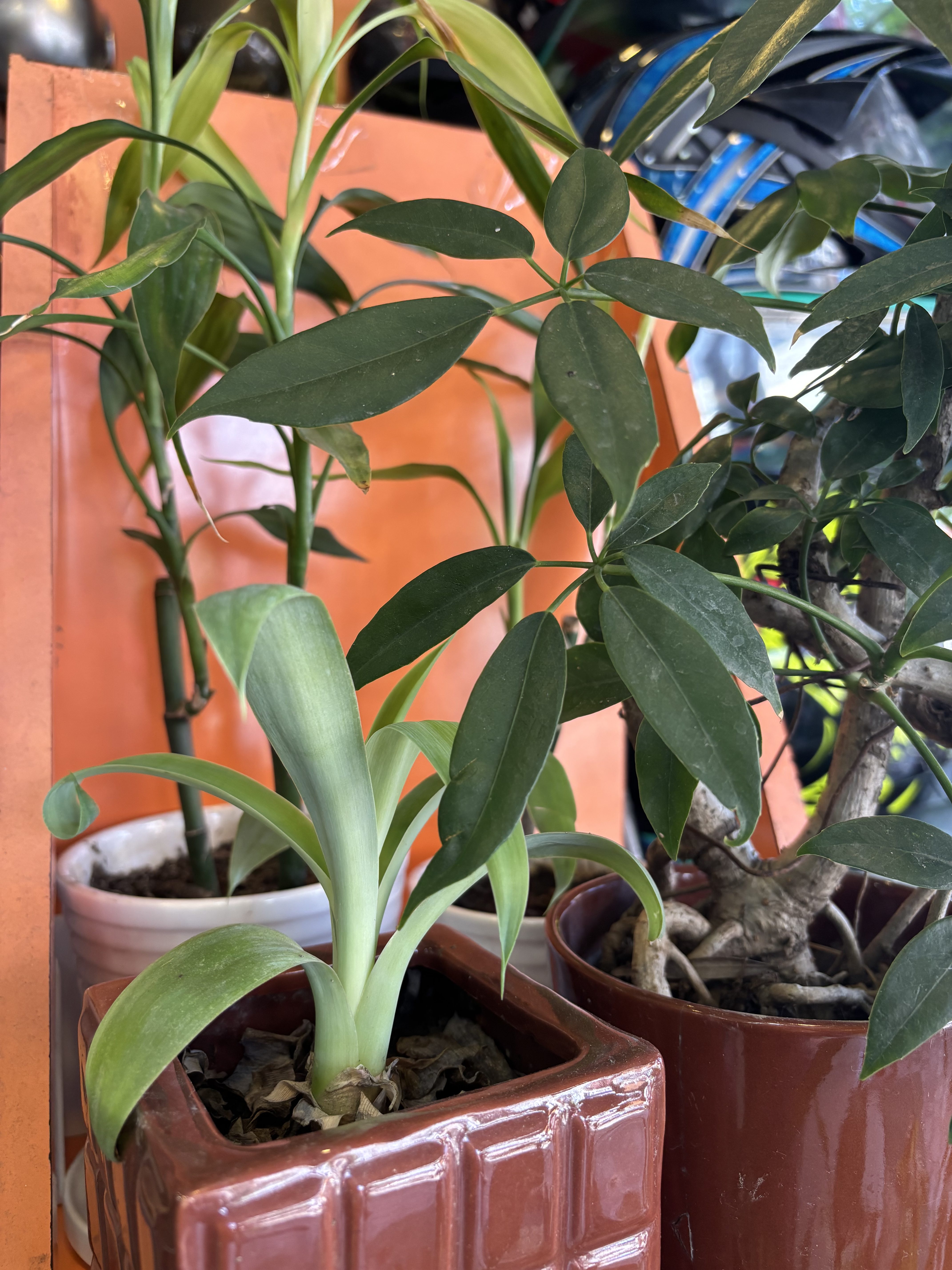 Potted plants, including a long-leaved green one, against an orange wall.