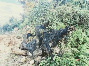A large burnt-looking tree stump lies on a muddy path beside an overgrown hillside of green and pale shrubs.