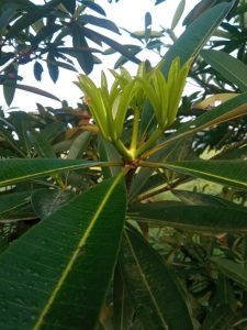 A close-up of a green mango tree branch with shiny young leaves forming a rosette at the tip, surrounded by larger dark green leaves and a softly blurred background of lush foliage.