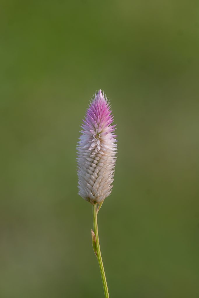 A close-up image of a flowering plant with a tall, slender stem and a spiky, cone-shaped flower at the top. The flower is primarily white with vibrant pink tips, standing against a softly blurred green background.