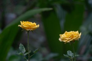 Yellow Roses