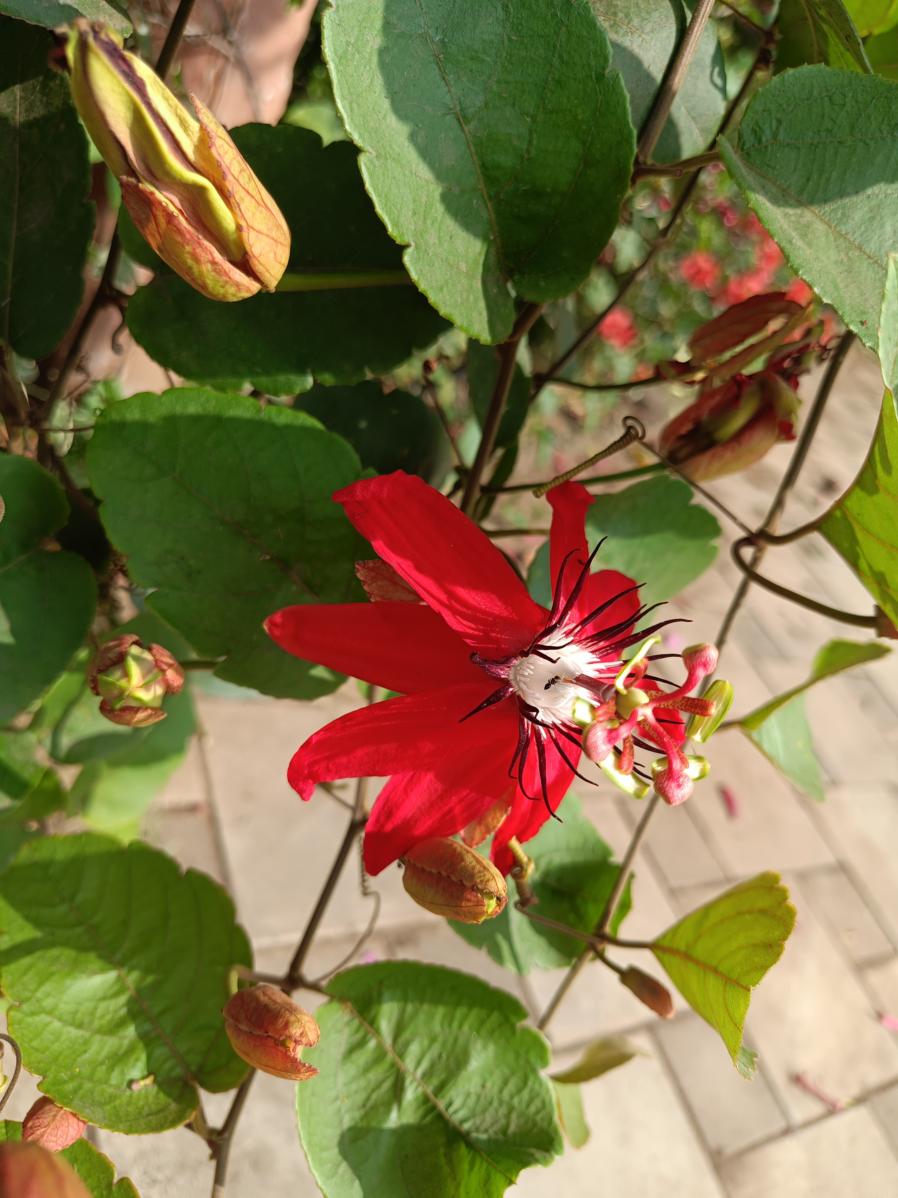 Close-up of a bright red passion flower in full bloom, with green leaves, buds, and soft sunlight in the background.