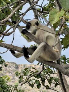A gray langur monkey sits on a tree branch, eating leaves, with hills in the backdrop. Captured near Monsoon Palace, Sajjangarh, Udaipur.
