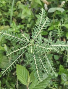 Phyllanthus plant, also known as &quot;stone breaker&quot;. 