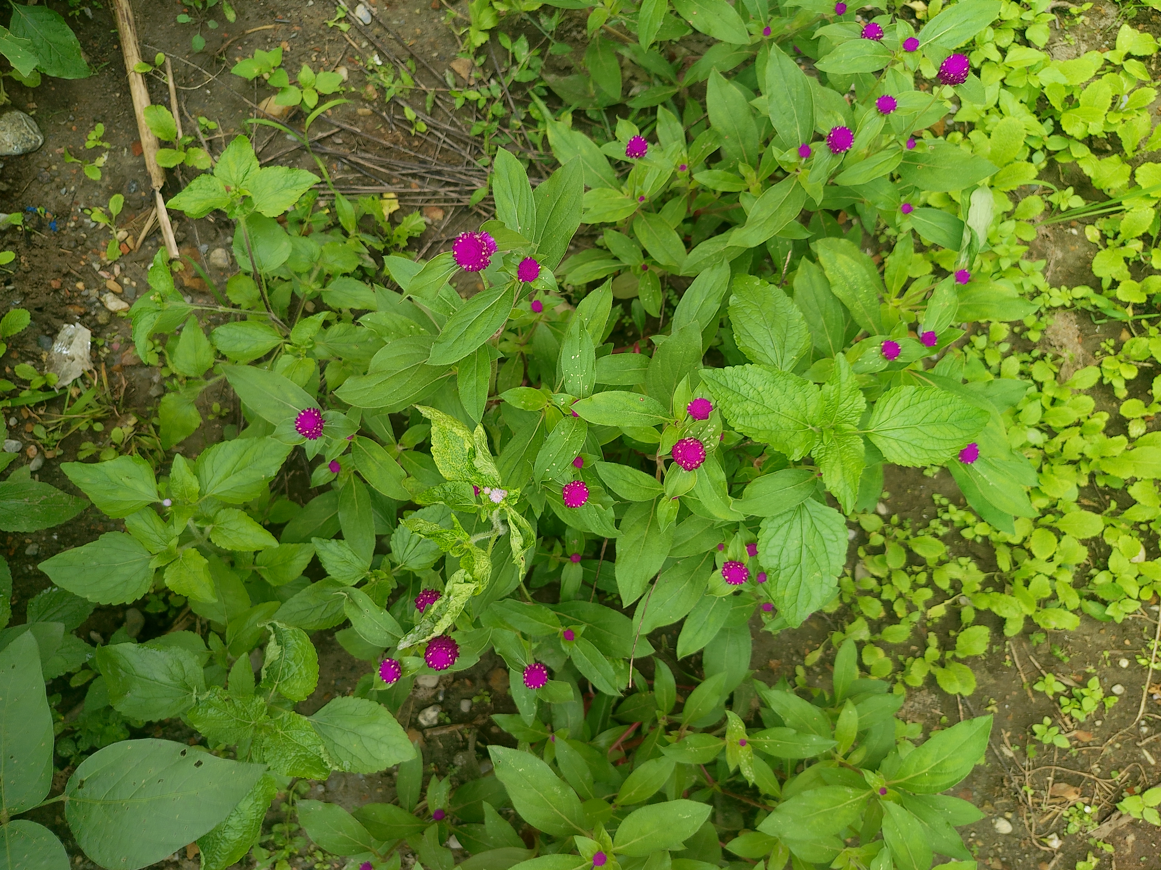 A close-up of green plants with small purple Mhakmali flowers.