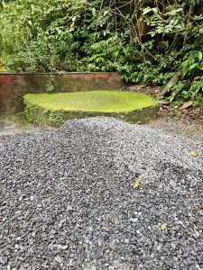 A moss-covered cement platform surrounded by gravel and tropical plants at Thusharagiri Falls, Kozhikode. The scene captures the interplay of natural textures with man-made structures in a lush forest environment. 