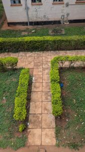 A T junction of lush green boundaries shot from above