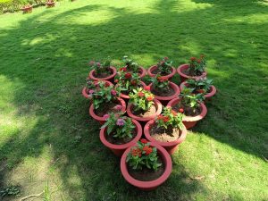 Top view of terracotta pots with red, pink, and orange flowers on a sunlit green lawn.
