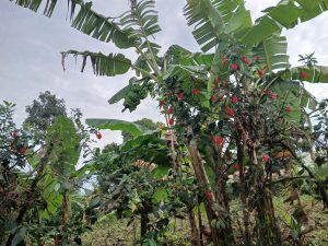 Tall banana plants with hanging green bananas surrounded by red flowers and dense tropical greenery under an overcast sky.
