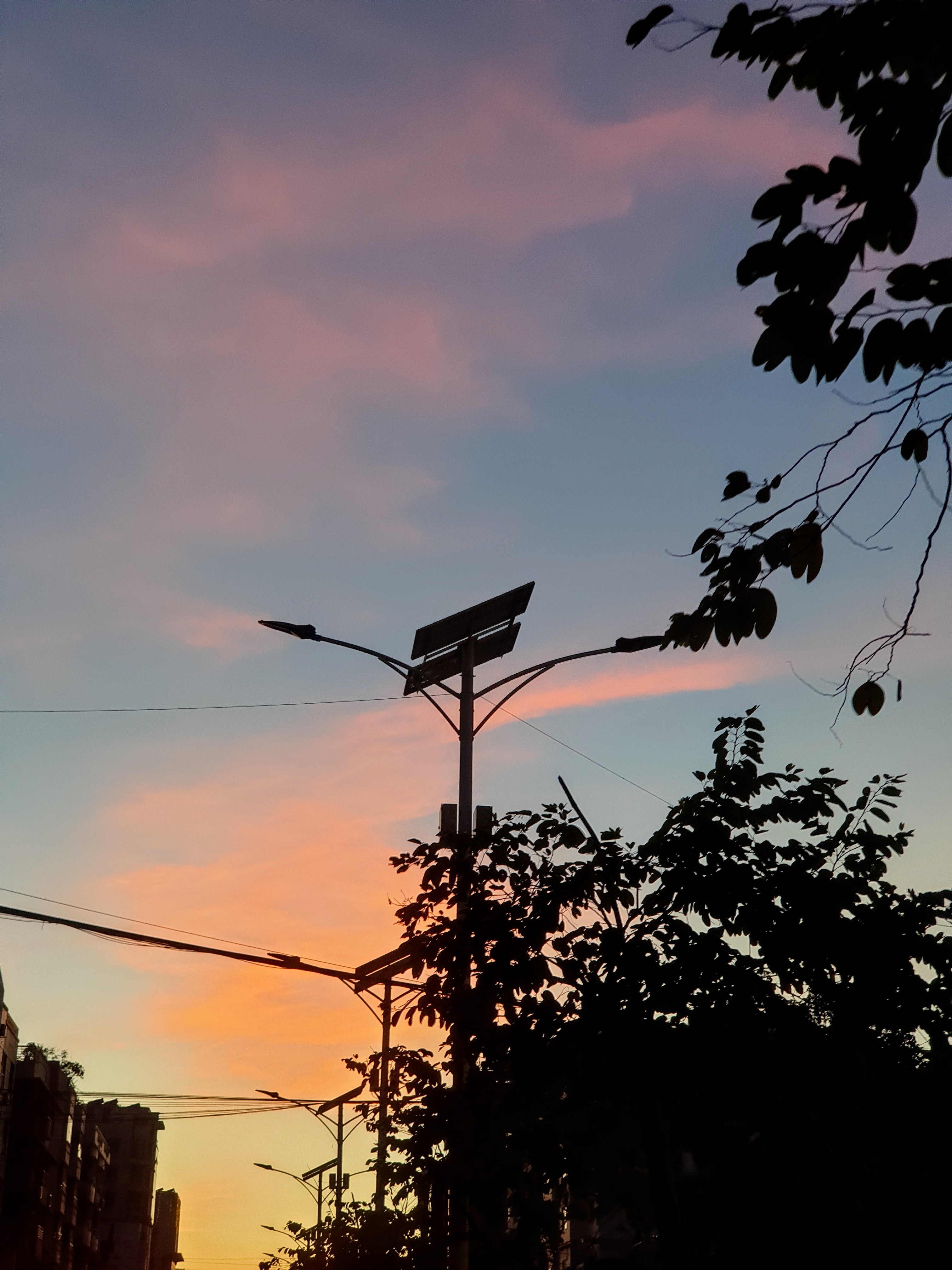 Sunset with a vibrant pink and blue sky behind silhouettes of leafy trees and a streetlight. 