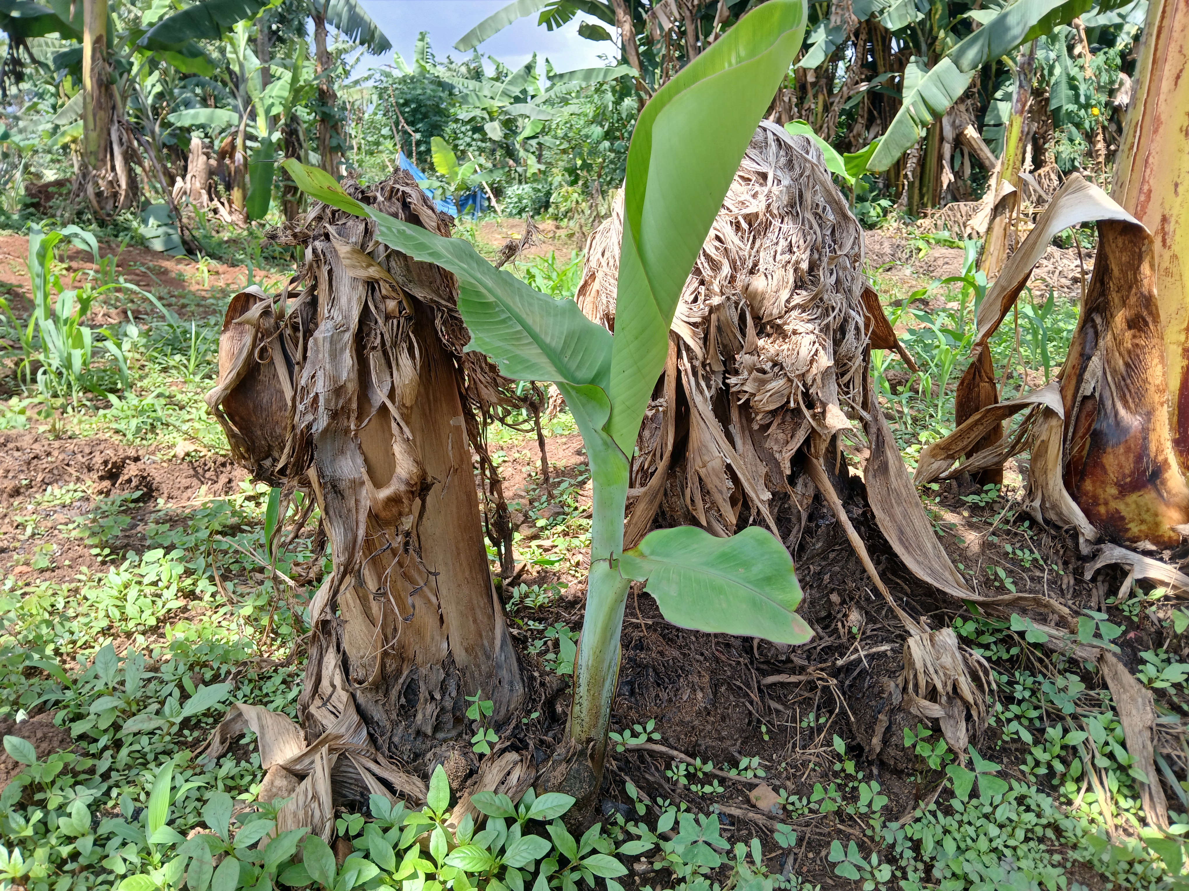A young banana plant