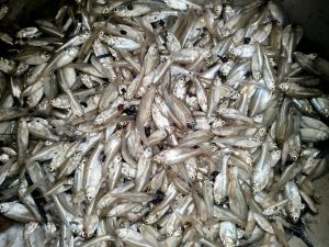 A close-up image of a large pile of small fish, primarily silver in color, with some exhibiting a slight shine. The fish are closely packed together, showcasing various sizes and angles, revealing their distinct features such as eyes and fins. 
