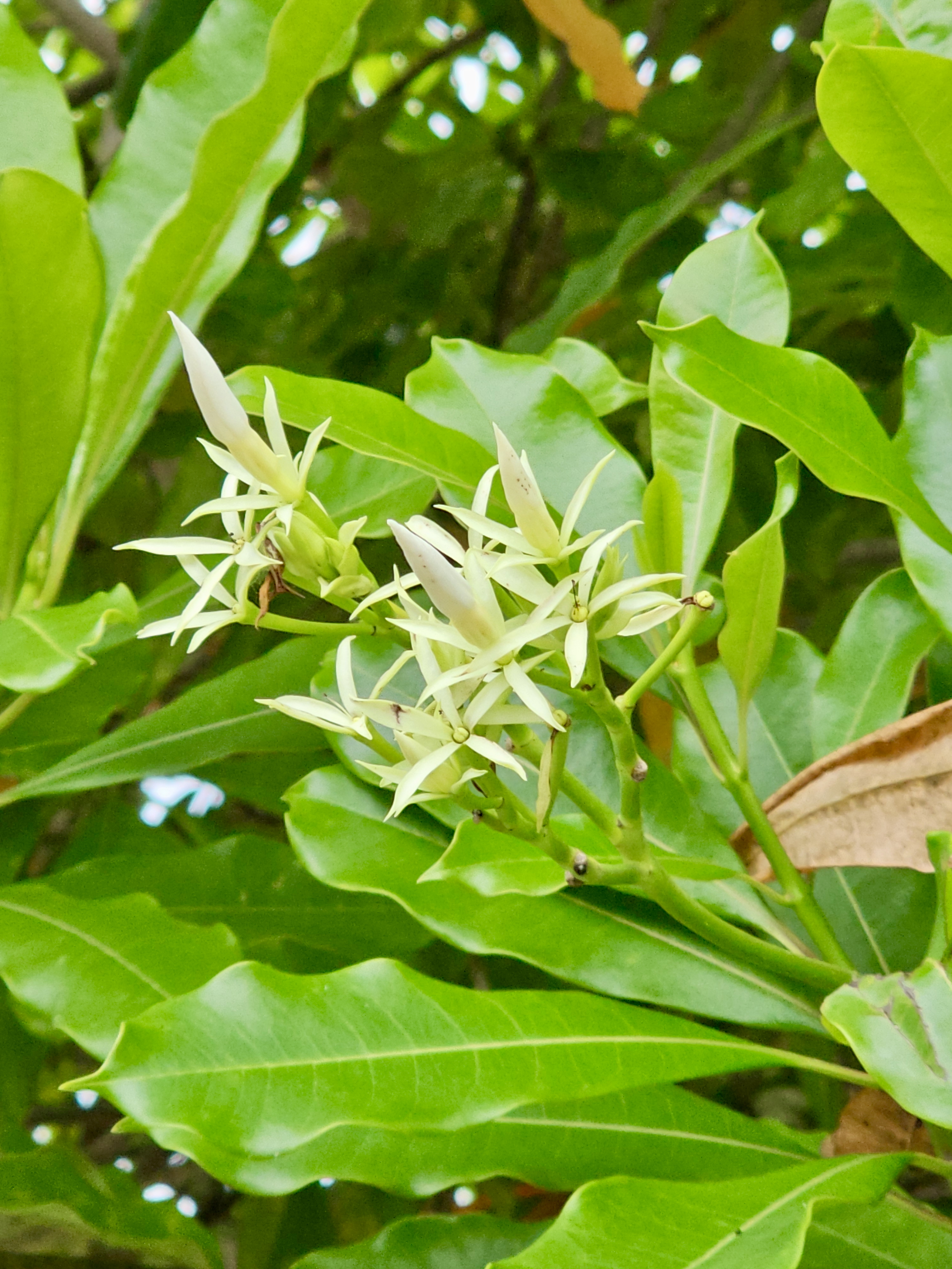 Small white flowers blooming among glossy green leaves, possibly from a sea mango or pong pong tree (Cerbera odollam). Shot near Fort Kochi Beach, Kerala.