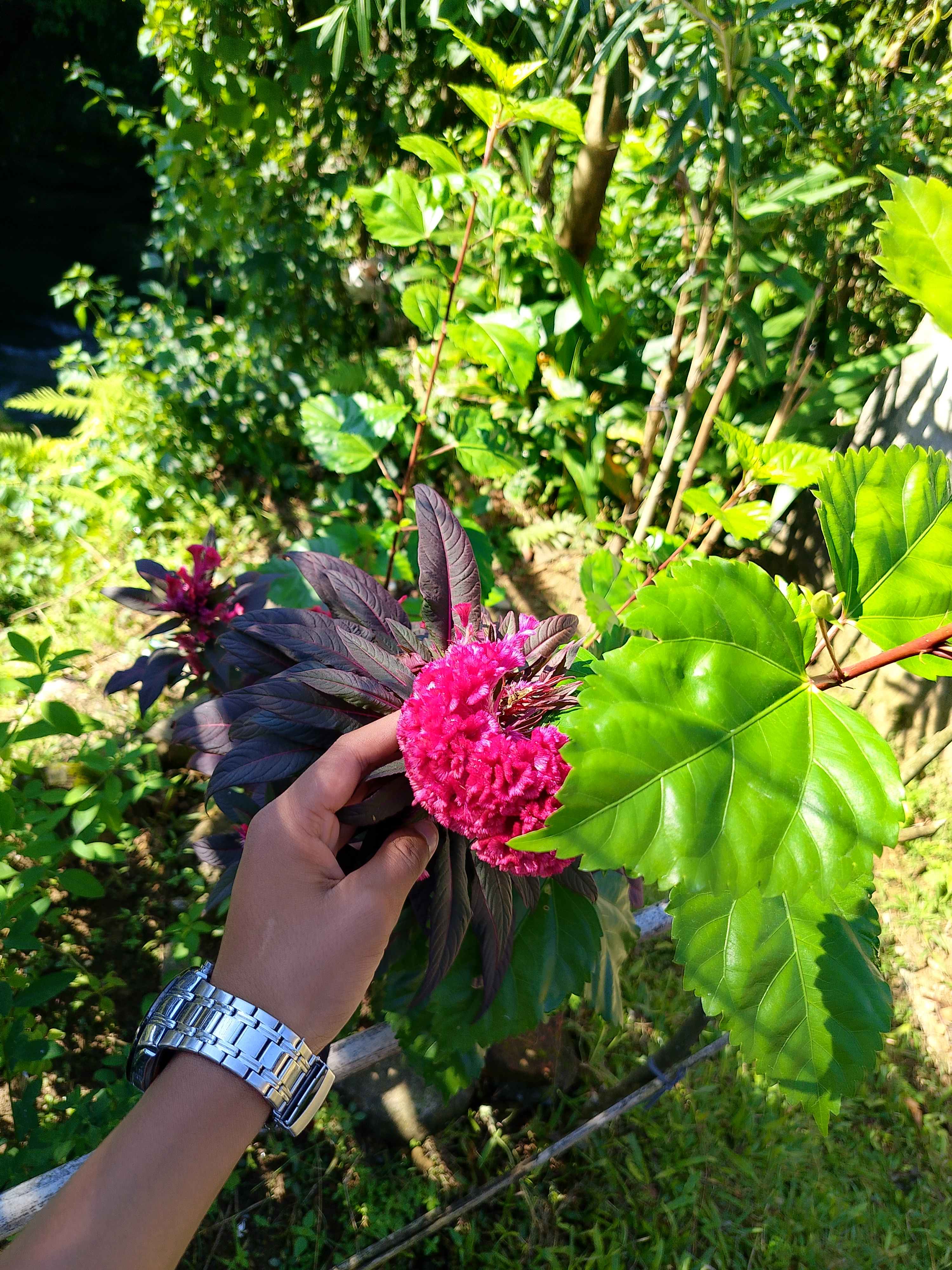 A person's hand holds a vibrant, pink flower with a textured appearance, surrounded by lush green foliage.